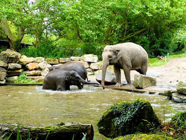 Foto van de olifanten die verblijven in Diergaarde Blijdorp